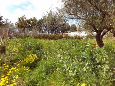 Un'altra immagine nella quale � possibile ammirare la presenza di vegetazione ricca 